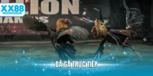 Đá Gà Trực Tiếp XX88 - Theo Dõi Chọi Kê Siêu Bùng Nổ